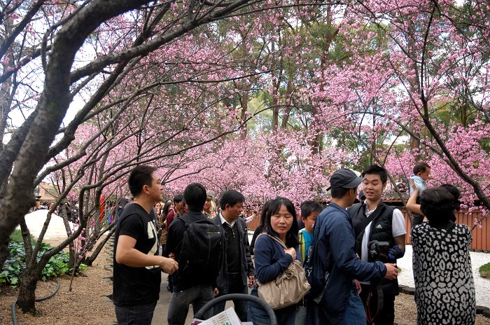 Nhật Bản thu hút đông đảo khách du lịch quốc tế